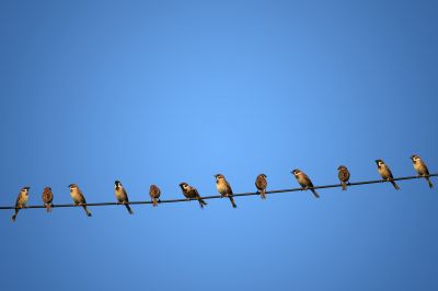 House Bird Control