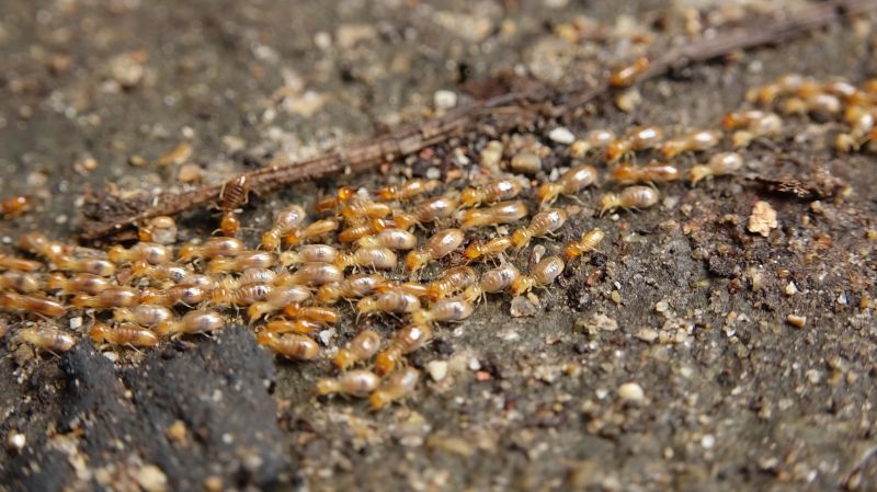 Termite Mounds
