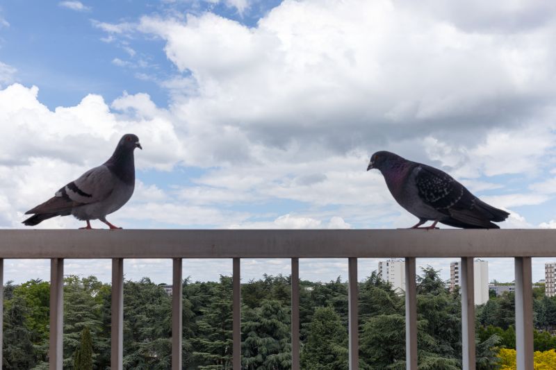 House Bird Control