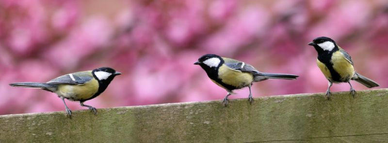 Customized Bird Management Plans