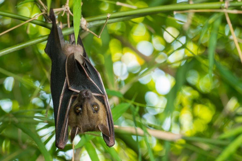 Why Professional Bird And Bat Pest Control Is Necessary